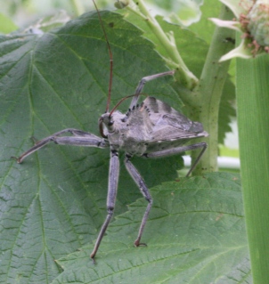 A magnificent predatory wheel bug in the raspberries